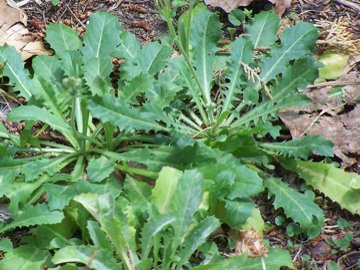 2 specie o 2 sottospecie di Hypochoeris radicata